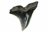 Serrated, Fossil Shark (Hemipristis) Tooth #164290-1